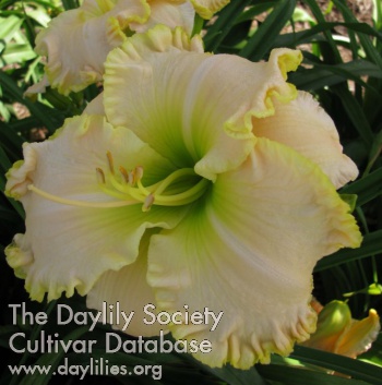 Daylily For the Love of the Game